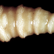 The tip of the screwworm maggot. (Image: CSIRO)